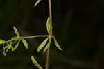 Stiff marsh bedstraw